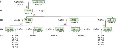 Transfer of the Dominant Virus Resistance Gene AV-1pro From Asparagus prostratus to Chromosome 2 of Garden Asparagus A. officinalis L.